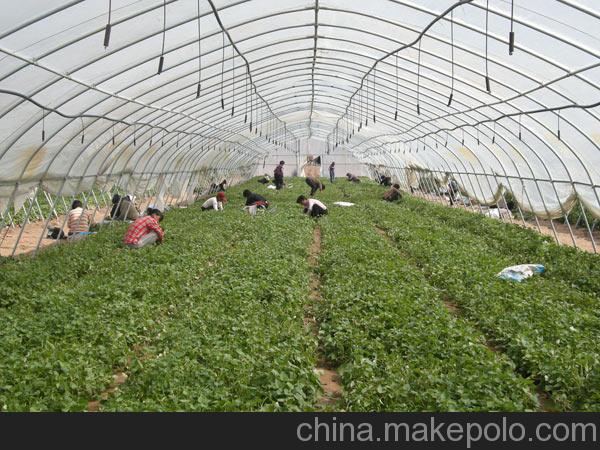 供應河南小農丫脫毒紅薯苗產量高166-7