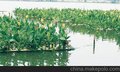 重庆湿地水处理、湿地环保工程、生态湿地运营