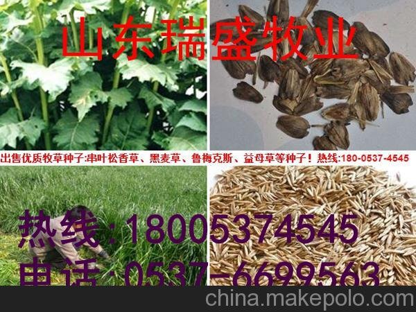 清遠(yuǎn)種 黑麥草 多年黑麥草種子 養(yǎng)殖牲口牧草優(yōu)選圖片