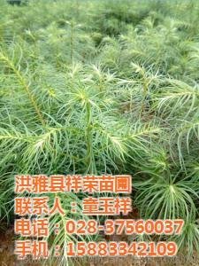漢源楠木苗、洪雅縣價(jià)格走勢(shì)圖片