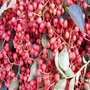 本场常年供应无刺花椒苗 九叶青花椒苗 品种纯正 货源充足
