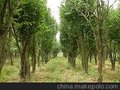 青岛国槐树—优质的国槐树出售