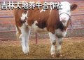 品质保证 诚信商家  西门塔尔母牛
