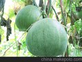 供应山东各种甜瓜