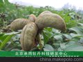 油用牡丹凤丹种苗种植回收