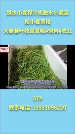 037脱水小麦榨汁机脱水小麦苗段小麦草段