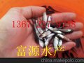 供应韶关用于养殖的优质草鱼苗批发