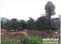 今春明秋的临水造型罗汉松,湖南长飘造型罗汉松便宜出圃找宏景轩