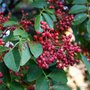 基地直销大红袍花椒苗 九叶青花椒苗 无刺花椒苗 现挖现卖
