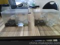 专业生产批发蟑螂诱捕器 蟑螂 捕蟑器 灭蟑器 杀蟑工具