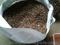 青钱柳种子大量批发供应