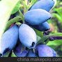 蓝靛果果树苗 蓝靛果树苗 山茄子树苗
