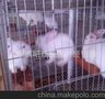 养殖护栏网厂家制作 河北专业研发养殖护栏网 批发商直销价格