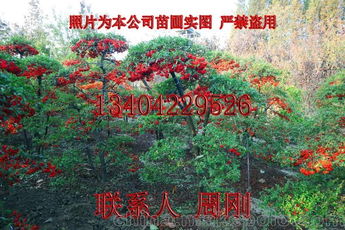 蘇州造型火棘 造型紅果基地 火棘盆景 吉祥果滿堂紅 庭院景觀樹圖片