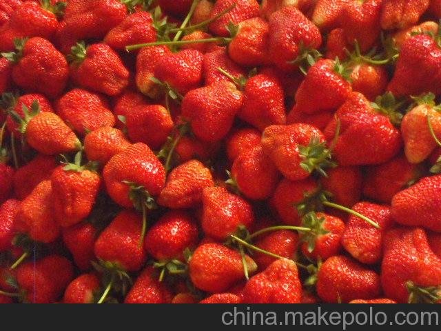 法蘭地草莓苗，泰安草莓苗生產(chǎn)基地圖片