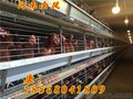 金凤金凤养鸡设备诸城市宏越机械