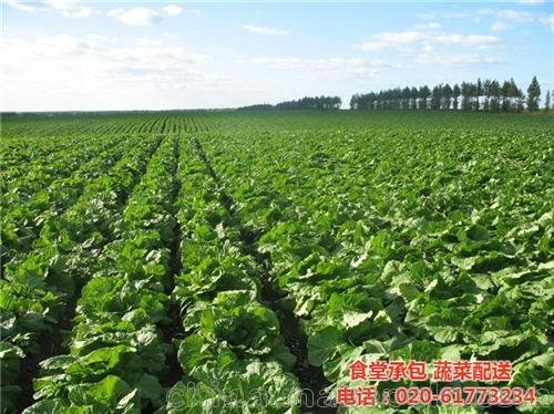 康峰配送公司、蘿崗區(qū)蔬菜配送基地圖片