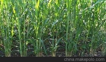 寧德福安高產(chǎn)優(yōu)質(zhì)牧草草種墨西哥玉米圖片