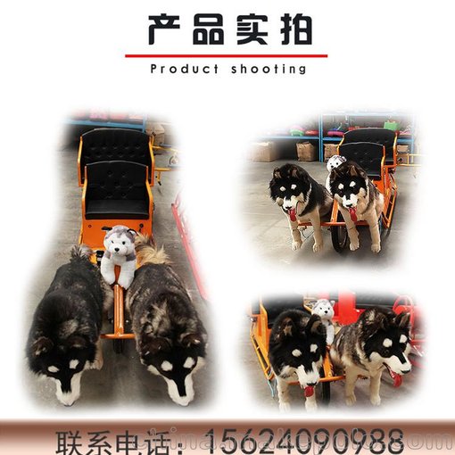 走近大自然戶外狗拉雪橇趣味橫生 仿真哈士奇帶你感受雪場(chǎng)樂(lè)趣圖片