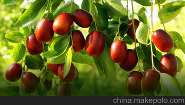 紅棗原漿