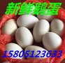 长春大量出售批发新鲜受精鹅蛋 新鲜鹅蛋 鹅种蛋价格便宜