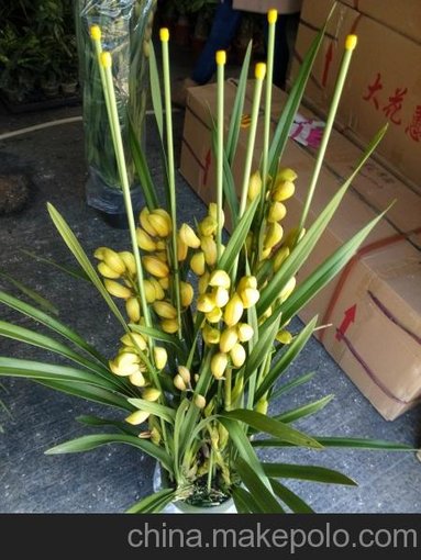 批發(fā)花卉蘭花 大花蕙蘭東星花場(chǎng)直銷(xiāo)圖片