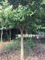 供应基地直销榔榆  丛生 造型 行道树10-30公分