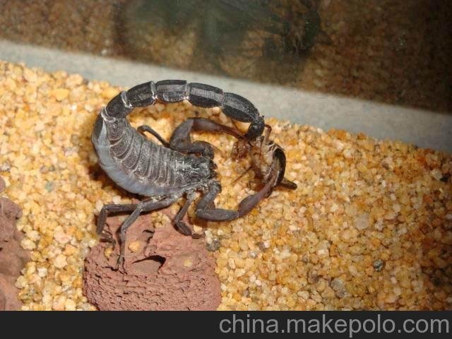 寵物沙、寵物貓砂圖片