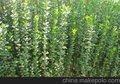 北海道黄杨种植基地 翠博