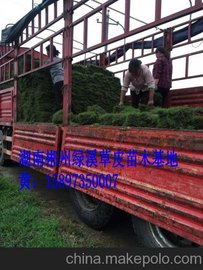 供應(yīng)重慶綠化草坪 護(hù)坡草坪 馬尼拉草坪價(jià)格
