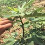 无花果