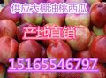 批发油桃产地/油桃今日批发价格
