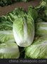 山东春白菜大量上市/供应白菜基地/批发价格