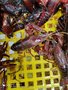 烟台麻辣小龙虾新价格