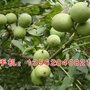 新泰超越苗木(图)_香玲核桃苗_济宁核桃苗