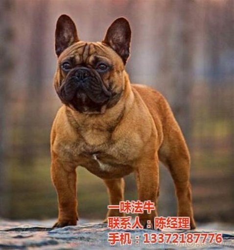 斗牛犬_一味法牛(圖)_法牛圖片