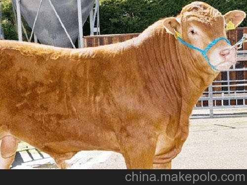 怒江改良肉牛犢，洮南利木贊肉牛養(yǎng)殖技術(shù) ，銅陵利木贊肉牛價(jià)格圖片