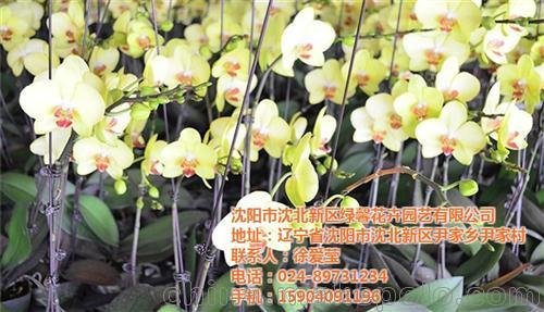 沈陽綠馨花卉園藝公司(在線咨詢)、北鎮(zhèn)市蝴蝶蘭、蝴蝶蘭養(yǎng)殖圖片