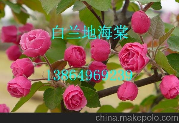 供應(yīng)白蘭地海棠接穗、皇家雨點(diǎn)海棠接穗、芽苗及成品苗圖片