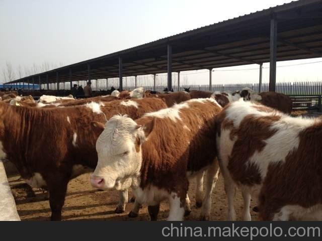 甘肅積石山保安族東鄉(xiāng)族撒拉族自治肉牛肉羊   黃牛仔圖片