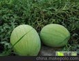 供应大荔新红包西瓜/大荔西瓜基地