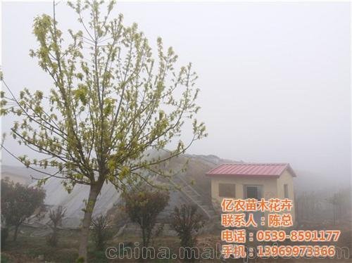 花卉種植基地 億農(nóng)苗木花卉圖片