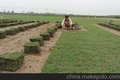 广东最大绿化草皮供应基地-懿鸿台湾草、马尼拉草