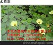 揭阳污水净化植物,认准懿鸿植物物美价廉