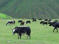 2020贵阳肉类加工工业及畜禽产品展览会