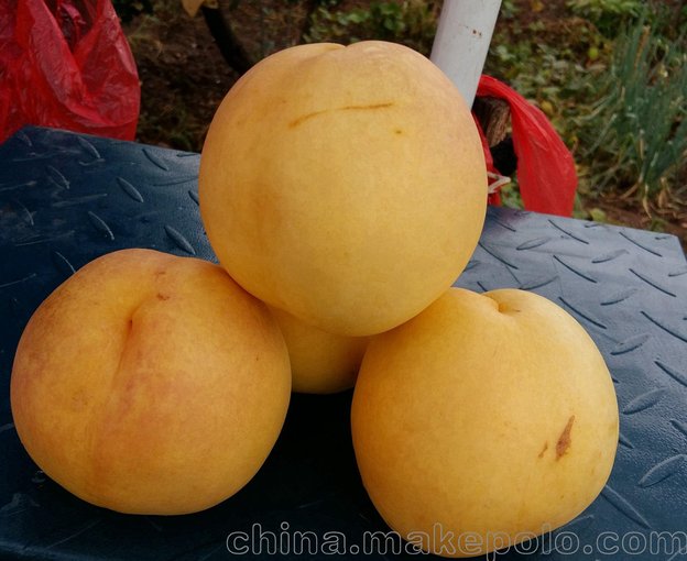 山東棗莊中秋油黃桃基地批發(fā)基地圖片