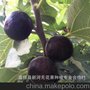 供应加州黑 黑色使命 无花果苗批发 卖相好 抗病强
