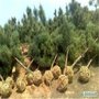 广东广州热销苗木移植铁网，包树网，包土球网
