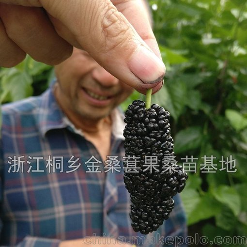 果仙一號桑葚苗，大的桑葚品種果樹苗，批發(fā)果桑樹苗基地直發(fā)價格圖片