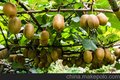 深圳猕猴桃红心批发销售-蜀山鲜果